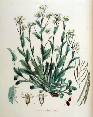 Alpine rockcress Alpine rockcress