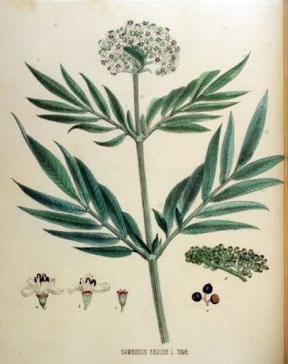 Danewort