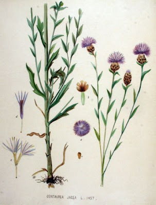 Fiordaliso di Welden
