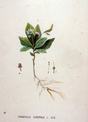 Arctic starflower