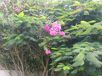 IMG_3777.JPG