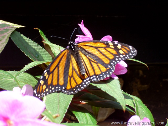 [botanical garden butterfly house 081[4].jpg]