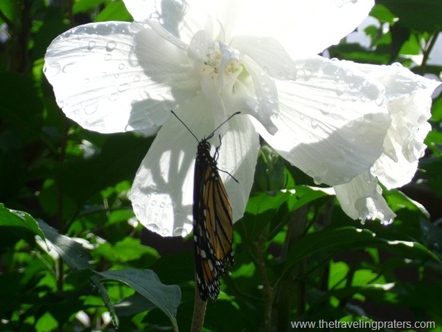 [botanical garden butterfly house 060[4].jpg]