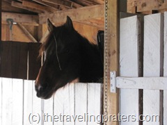 horse looking out of his stall