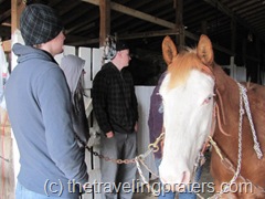 a lesson on preparing horses to ride