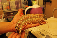 DSC06901.JPG Photo