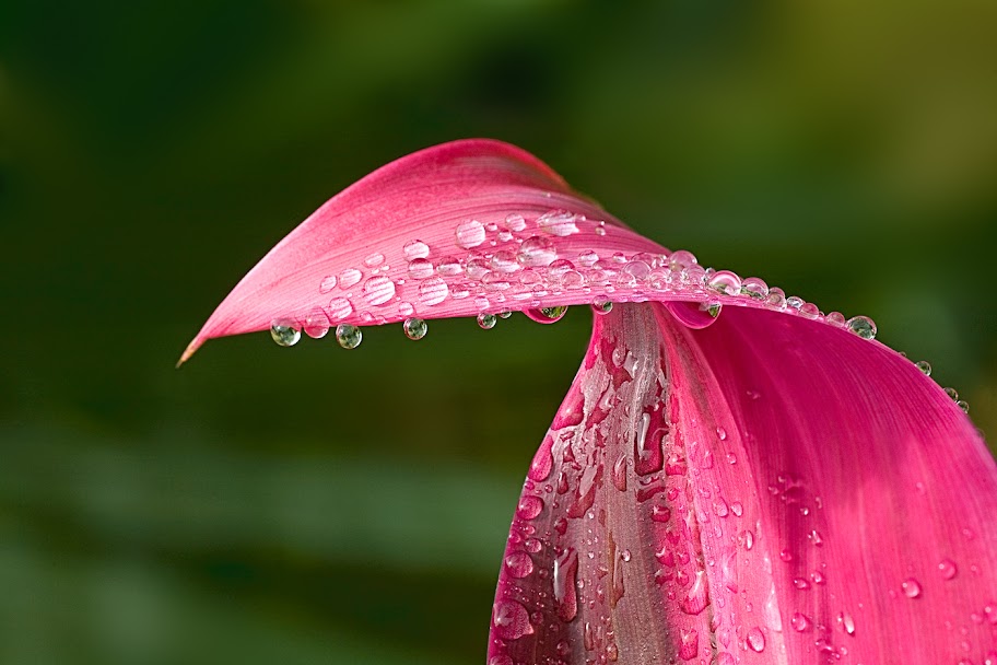 "Leaf and Raindrops" - Ines Roberts