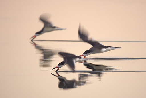 "Three Black Skimmers" - David Orias