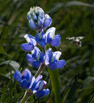 Lupine