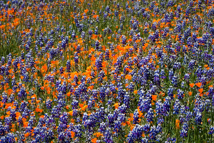 Obligatory Flower Picture