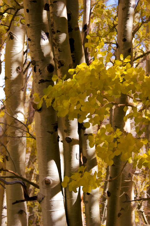 "Aspen Trees" - Barbara Siegel