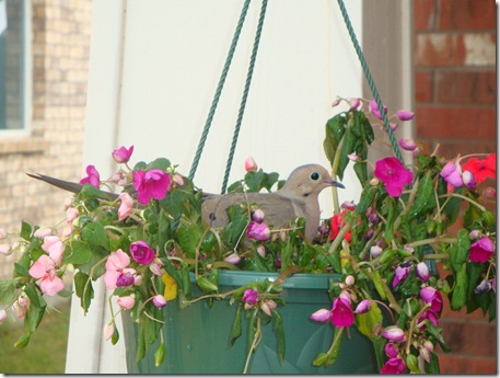 Spring 061