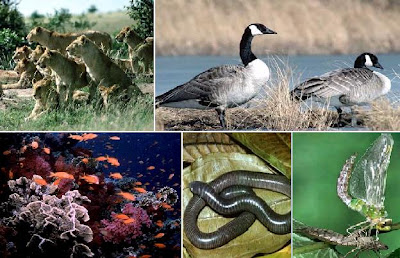 Kids Research Express: The Animal Kingdom