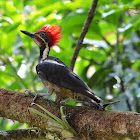 Lineated Woodpecker