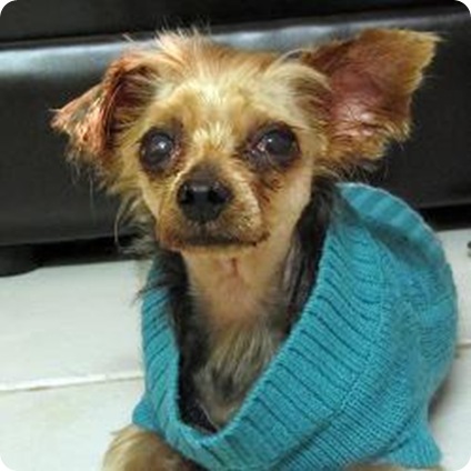 rat dog