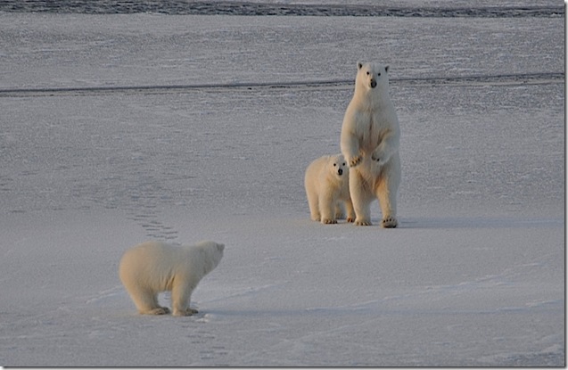 Polar-Bears2