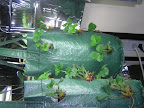 Tri-star and Eversweet in Planting Bag 12 Apr 2009