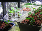 Tri-star in AG3 and home-made DWC 12 Apr 2009