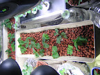 Planting Box 12 Apr 2009