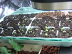 Close up of Alpine seedlings 12 Apr 2009