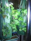 May04_planting_bag
