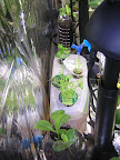 May04_bottle_DWC_with herb_pods