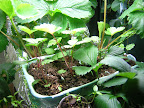 May04_alpine_yellow_wonder