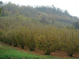 DSC05081.JPG