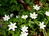 P1000273.JPG