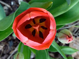 P1000385.JPG