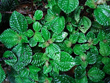 sn_18_kt (42).JPG