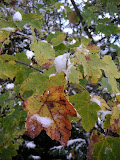 sn_gemmi_181004 (33).JPG
