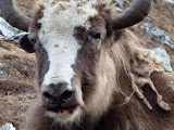 nepal_4 (130).JPG