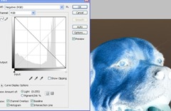 negative image showing the result of the negative function in photoshop