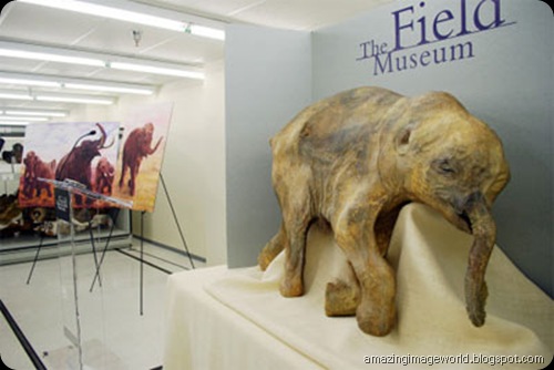 A replica of the world's best preserved wooly mammoth001