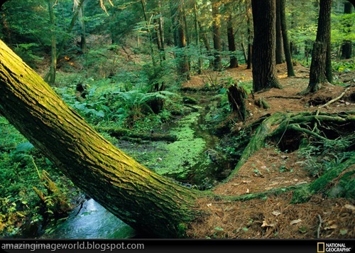 LIFE IN COLOUR GREEN