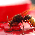 European Hornet