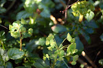 Heksenmelk (Euphorbia esula)