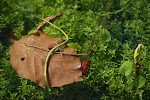 Beukenblad in ondiep water van de poel
