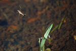 Schaatsenrijder (Gerris lacustris)