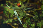 Schaatsenrijder (Gerris lacustris)
