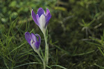 Bonte Krokus
