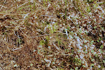 Klein Warkruid (Cuscuta epithymum)