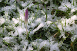 Krokus in het grasveld