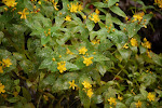 Mansbloed (Hypericum androsaemum)