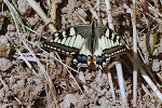 Papilio machaon