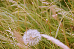 zaadpluim van de Gele Morgenster (Tragopogon pratensis)