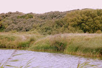 Riet en duinstruweel