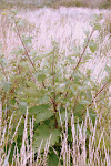 Grote Klis (Arctium lappa) met grote bladeren aan de voet van de plant