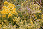 Geel Walstro (Galium verum) - ook Echt Walstro